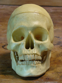 Image of Skull 1110