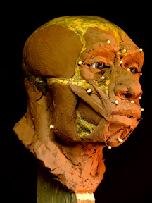 Forbes Quarry Neanderthal